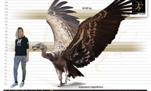 西力欣正确吃法、西力欣正确吃法 -西力欣有什么禁忌网